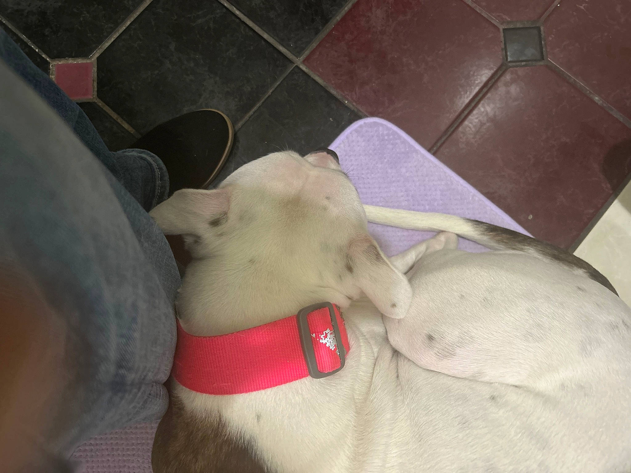 Persephone is registered to the contest to win money with this photo: abdomen, art, barechested, chest, comfort, companion_dog, dog, dog_breed, elbow, fashion_accessory, fawn, human_body, human_leg, jewellery, knee, navel, thigh, trunk, working_animal, wrist