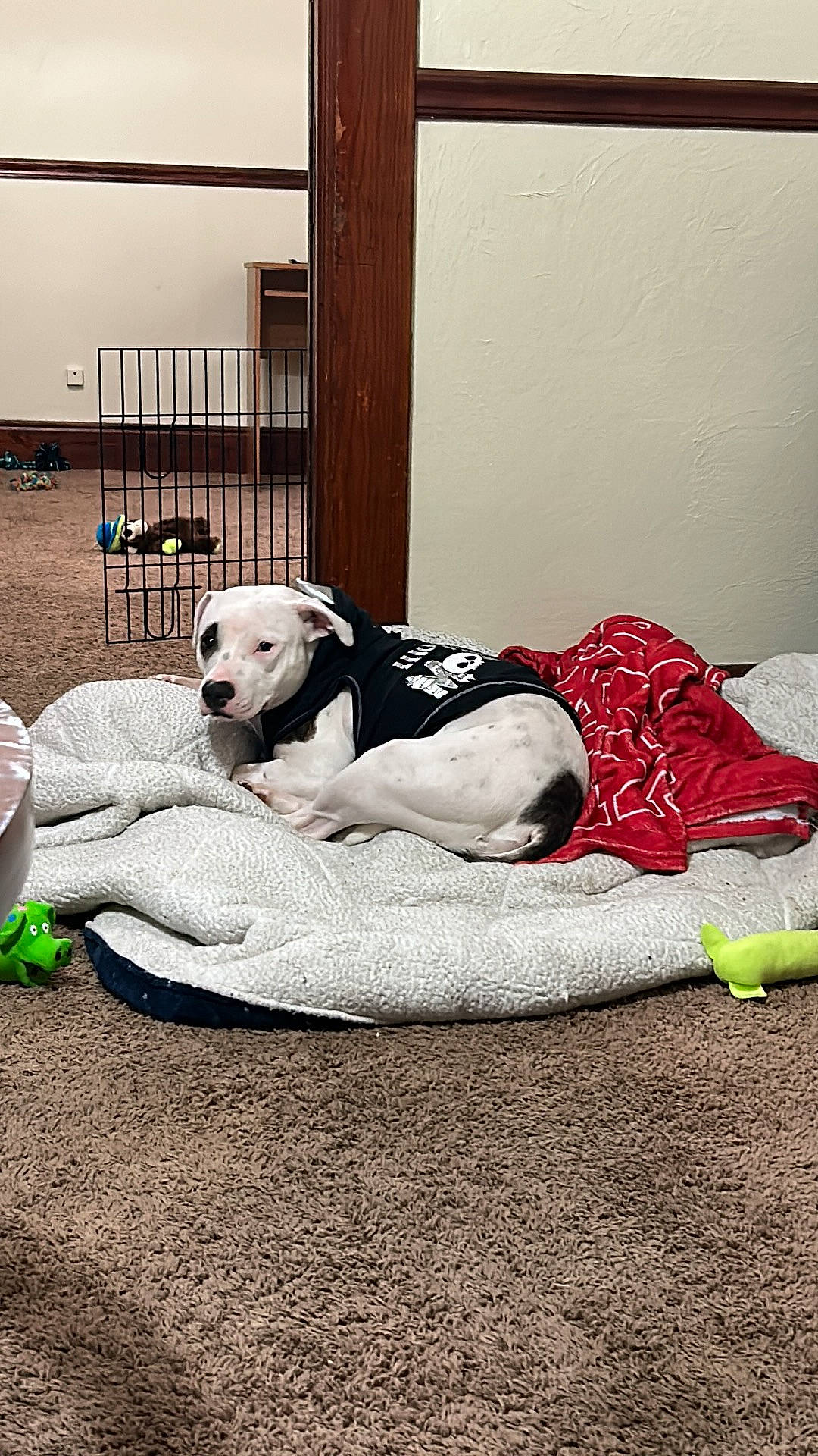 Persephone is registered to the contest to win money with this photo: bedding, canidae, carmine, carnivore, comfort, companion_dog, dog, dog_breed, dog_supply, floor, flooring, great_dane, human_leg, linens, monochrome, monochrome_photography, room, sitting, sporting_group, working_animal