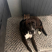 Sid a rejoint le concours — aidez-le/la à gagner de superbes lots ! dog, kitten, cat, pet, indoor, rug, floor, tile, black_and_white, furry, animal, cute, small, large, resting, curious, companions, cozy, home, curled