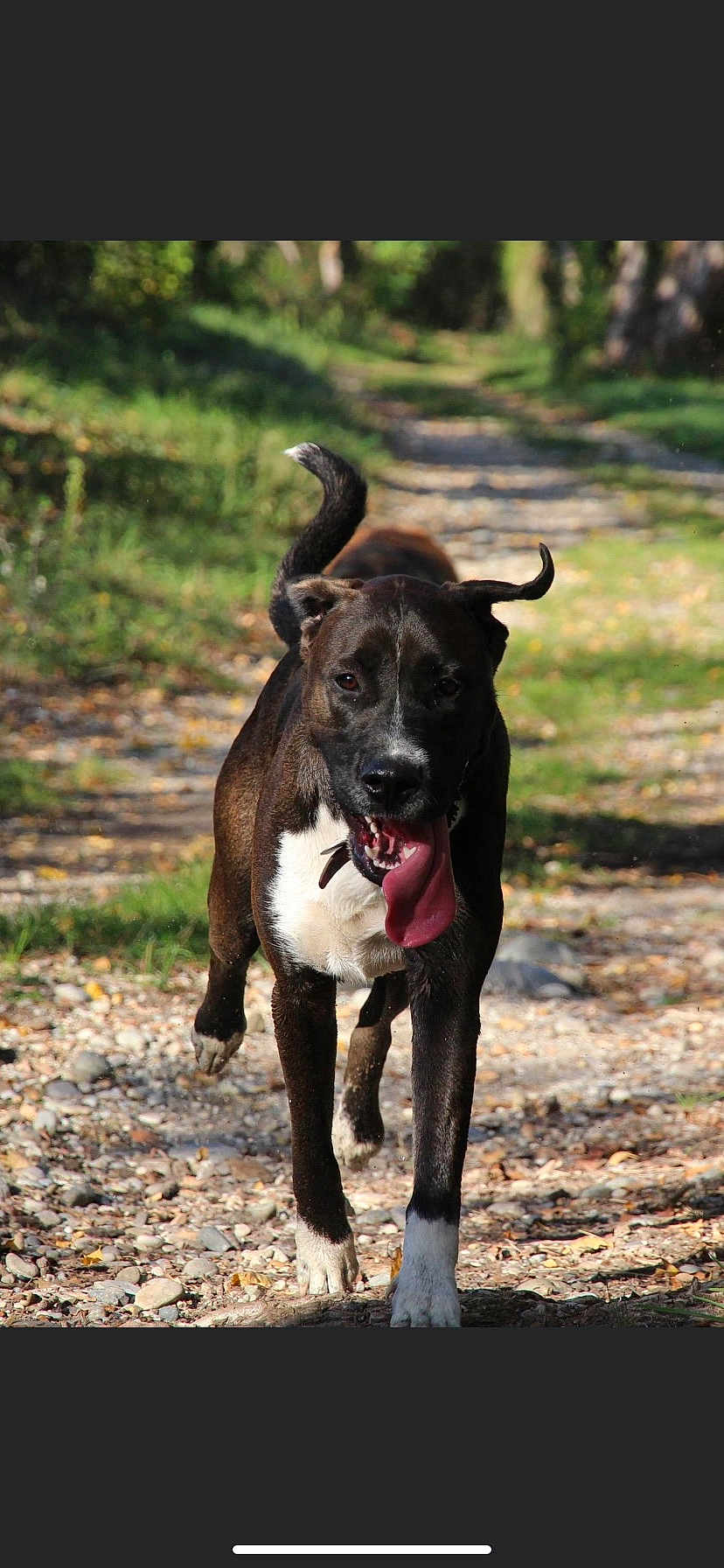 Sid a rejoint le concours — aidez-le/la à gagner de superbes lots ! dog, running, outdoor, nature, forest, path, tongue_out, happy, animal, pet, brown, white, ears, tail, daylight, rocks, grass, walking, canine, energetic