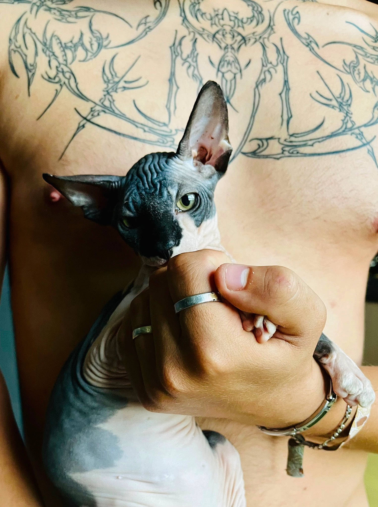 Mitsuki a rejoint le concours — aidez-le/la à gagner de superbes lots ! body_jewelry, cool, ear, electric_blue, eyelash, fashion_accessory, fawn, finger, gesture, hand, human_body, jewellery, joint, mouth, nail, neck, temporary_tattoo, thumb, whiskers, wrist