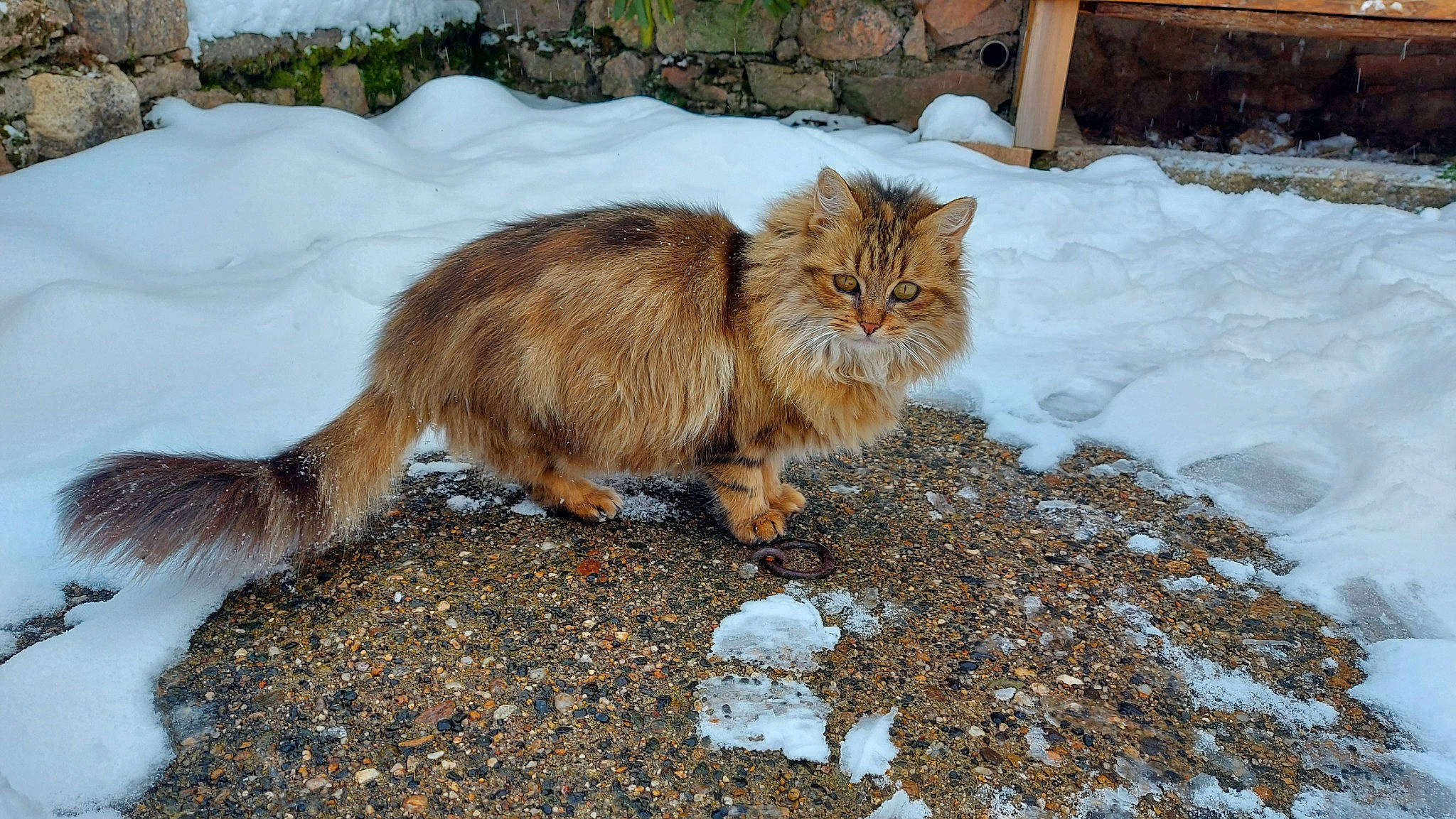 Caramel participe au concours pour gagner de l'argent avec cette photo : british_longhair, carnivore, cat, claw, fawn, felidae, freezing, fur, grass, norwegian_forest_cat, plant, sitting, small_to_medium_sized_cats, snow, tail, terrestrial_animal, tree, whiskers, wildlife, winter