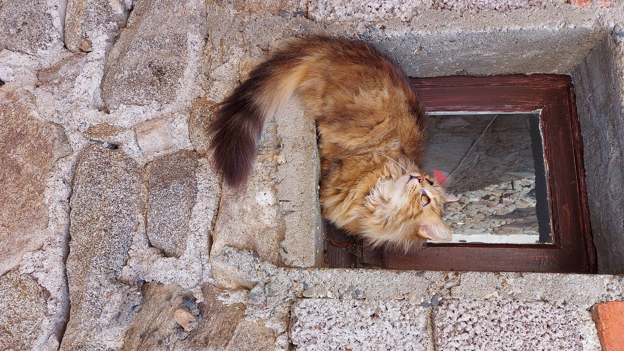 Caramel a rejoint le concours — aidez-le/la à gagner de superbes lots ! animal_shelter, bedrock, big_cats, brick, brickwork, carnivore, cat, domestic_short_haired_cat, fawn, felidae, fur, paw, small_to_medium_sized_cats, snout, tail, terrestrial_animal, whiskers, wildlife, window, wood