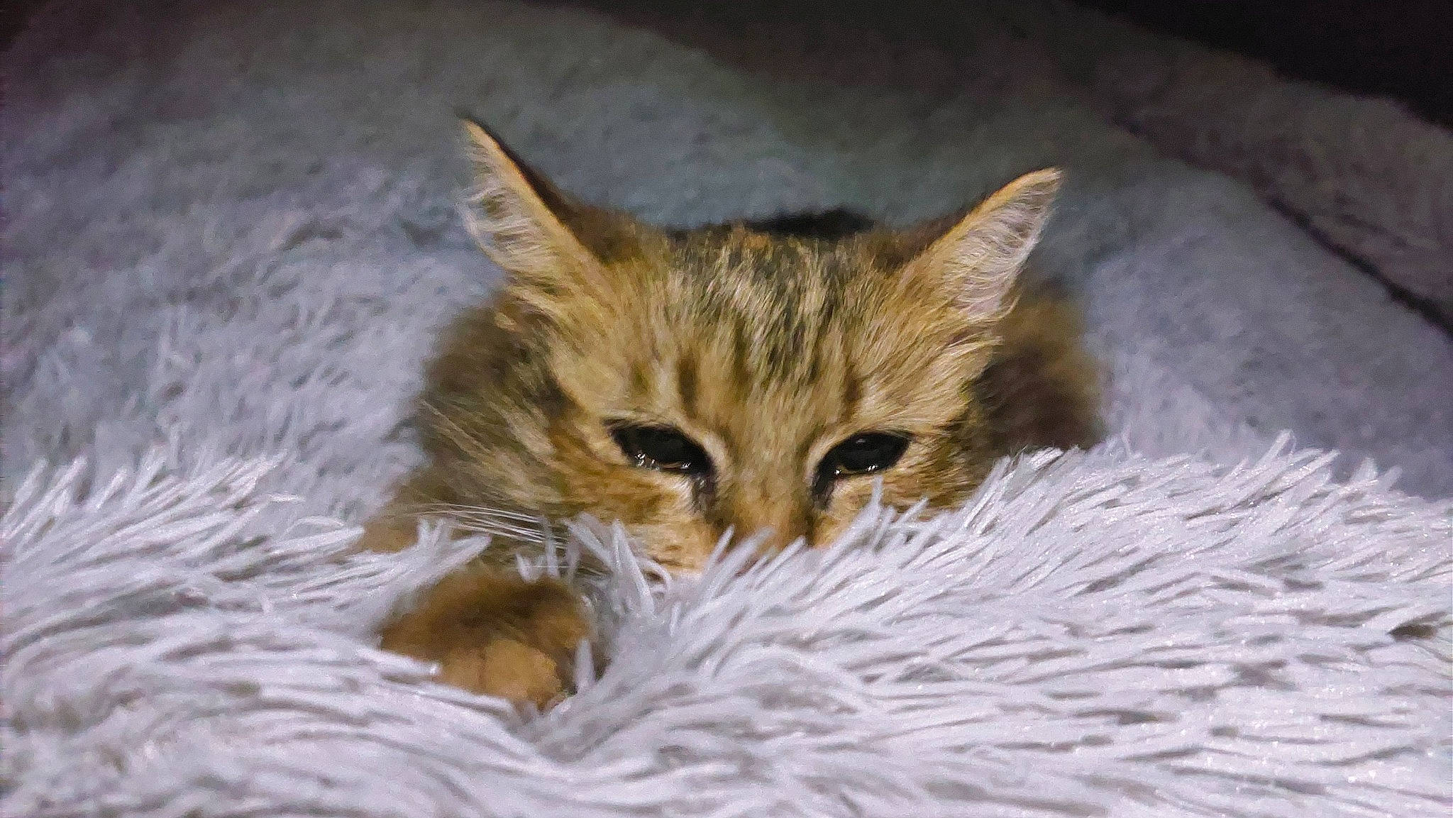 Caramel participe au concours pour gagner de l'argent avec cette photo : box, carnivore, cat, cat_supply, claw, domestic_short_haired_cat, fawn, felidae, fur, paw, small_to_medium_sized_cats, snout, terrestrial_animal, tree, whiskers, wildlife