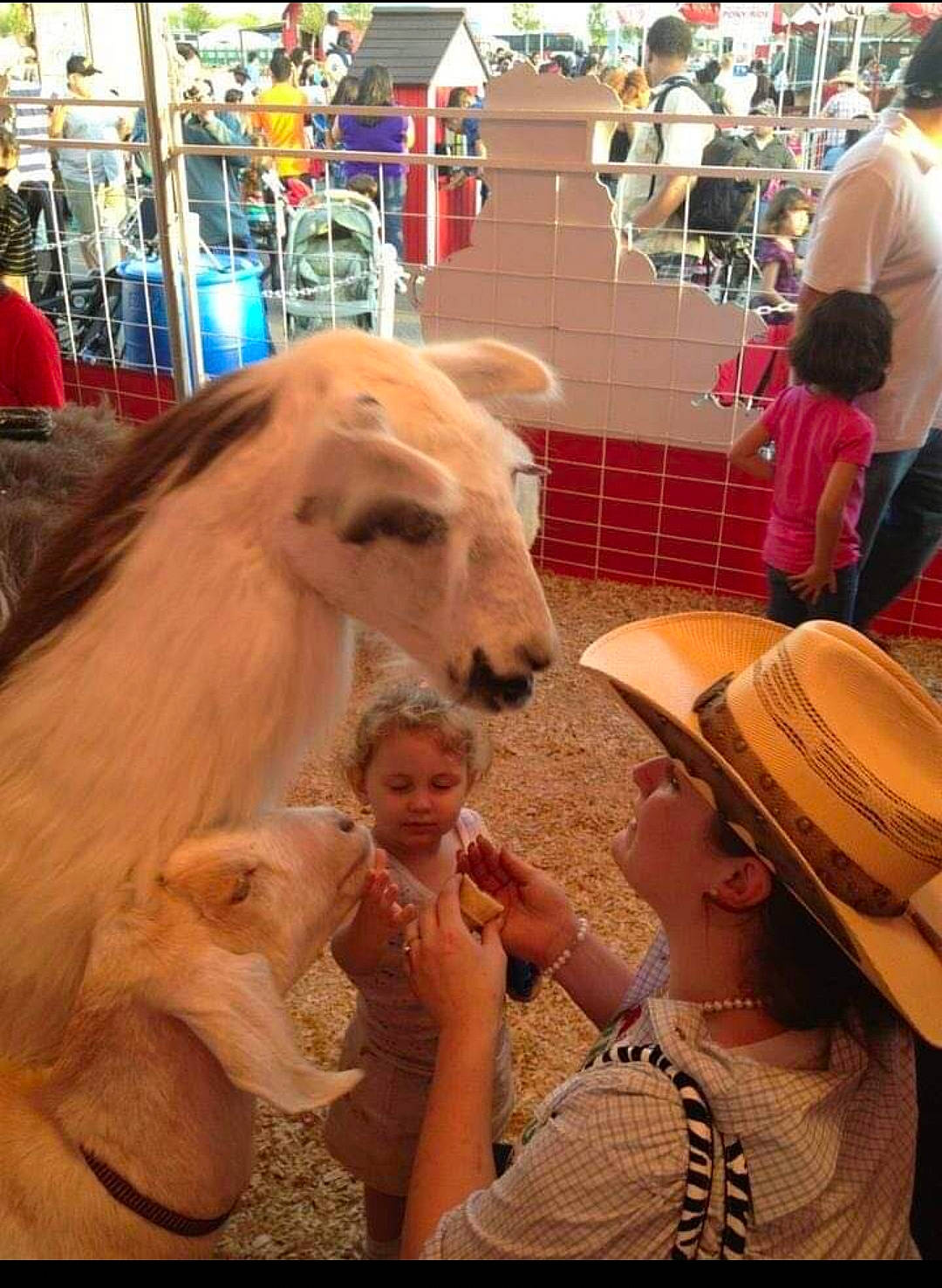 Jme is registered to the contest to win money with this photo: animal_sports, cap, carnivore, companion_dog, dog_breed, event, fashion_accessory, fedora, fun, fur, hat, horse, leisure, livestock, mammal, market, person, photograph, retail, sun_hat