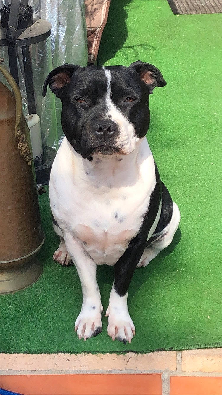 Nouchka a rejoint le concours — aidez-le/la à gagner de superbes lots ! canidae, carnivore, collar, companion_dog, dog, dog_breed, dog_collar, fawn, grass, non_sporting_group, snout, sporting_group, working_animal, working_dog