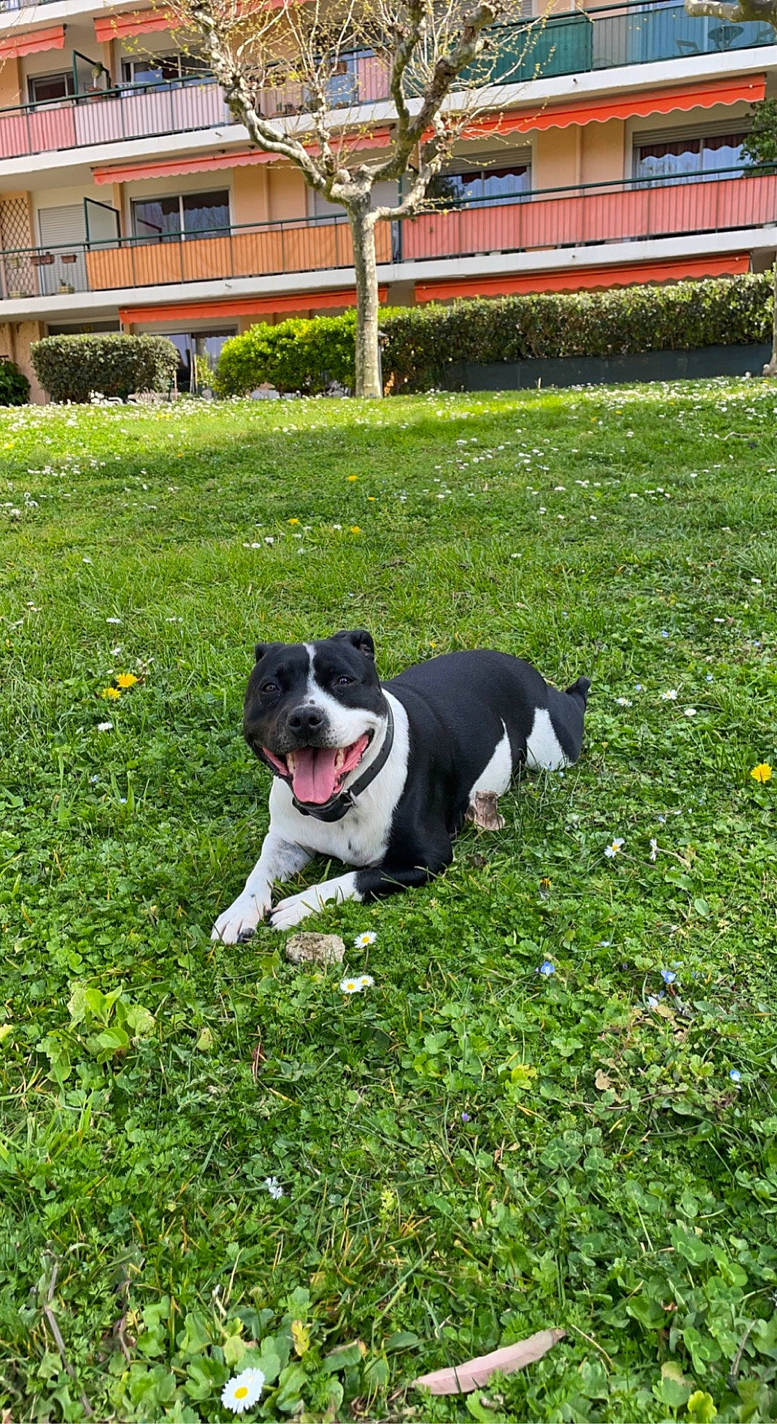 Nouchka a rejoint le concours — aidez-le/la à gagner de superbes lots ! building, carnivore, companion_dog, dog, dog_breed, garden, grass, grassland, groundcover, landscaping, lawn, leisure, plant, shrub, sporting_group, tail, tree, window, working_dog, yard