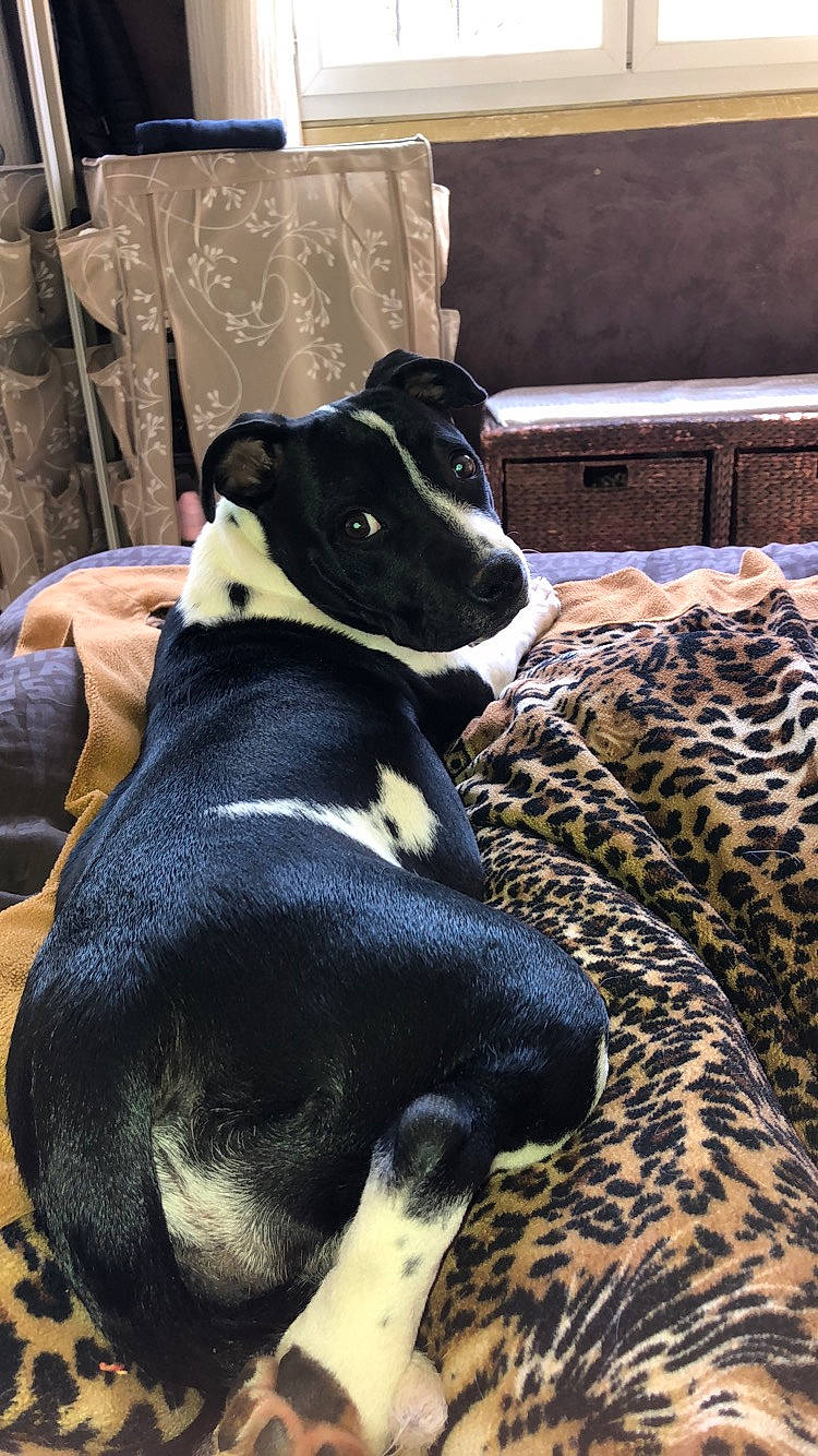 Nouchka a rejoint le concours — aidez-le/la à gagner de superbes lots ! canidae, carnivore, collar, comfort, companion_dog, dog, dog_breed, fawn, fur, guard_dog, non_sporting_group, pet_supply, snout, sporting_group, terrestrial_animal, working_animal, working_dog