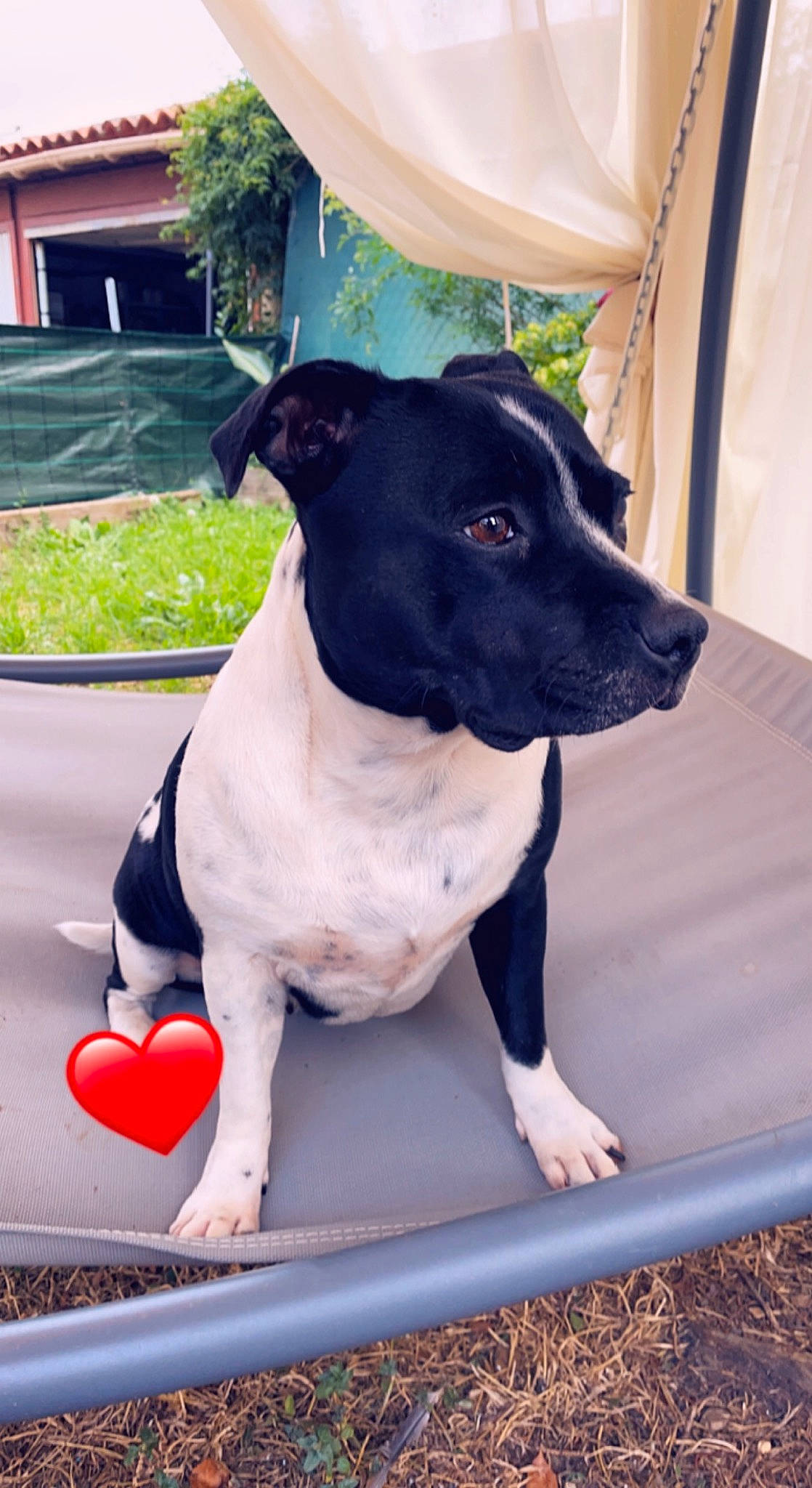 Nouchka participe au concours pour gagner de l'argent avec cette photo : canidae, carnivore, collar, companion_dog, curtain, dog, dog_breed, dog_collar, dog_supply, fashion_accessory, fawn, great_dane, leash, non_sporting_group, pet_supply, plant, snout, sporting_group, working_animal, working_dog