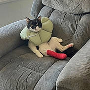 Magoo joined the competition — help win amazing prizes! animal, black_and_white, cast, cat, cozy, feline, gray_furniture, home, indoor, injured, looking_at_camera, paw, pet, pink_cast, protective_collar, recliner_chair, relaxed, resting, sitting, window