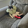 animal, black_and_white, cast, cat, cozy, feline, gray_furniture, home, indoor, injured, looking_at_camera, paw, pet, pink_cast, protective_collar, recliner_chair, relaxed, resting, sitting, window