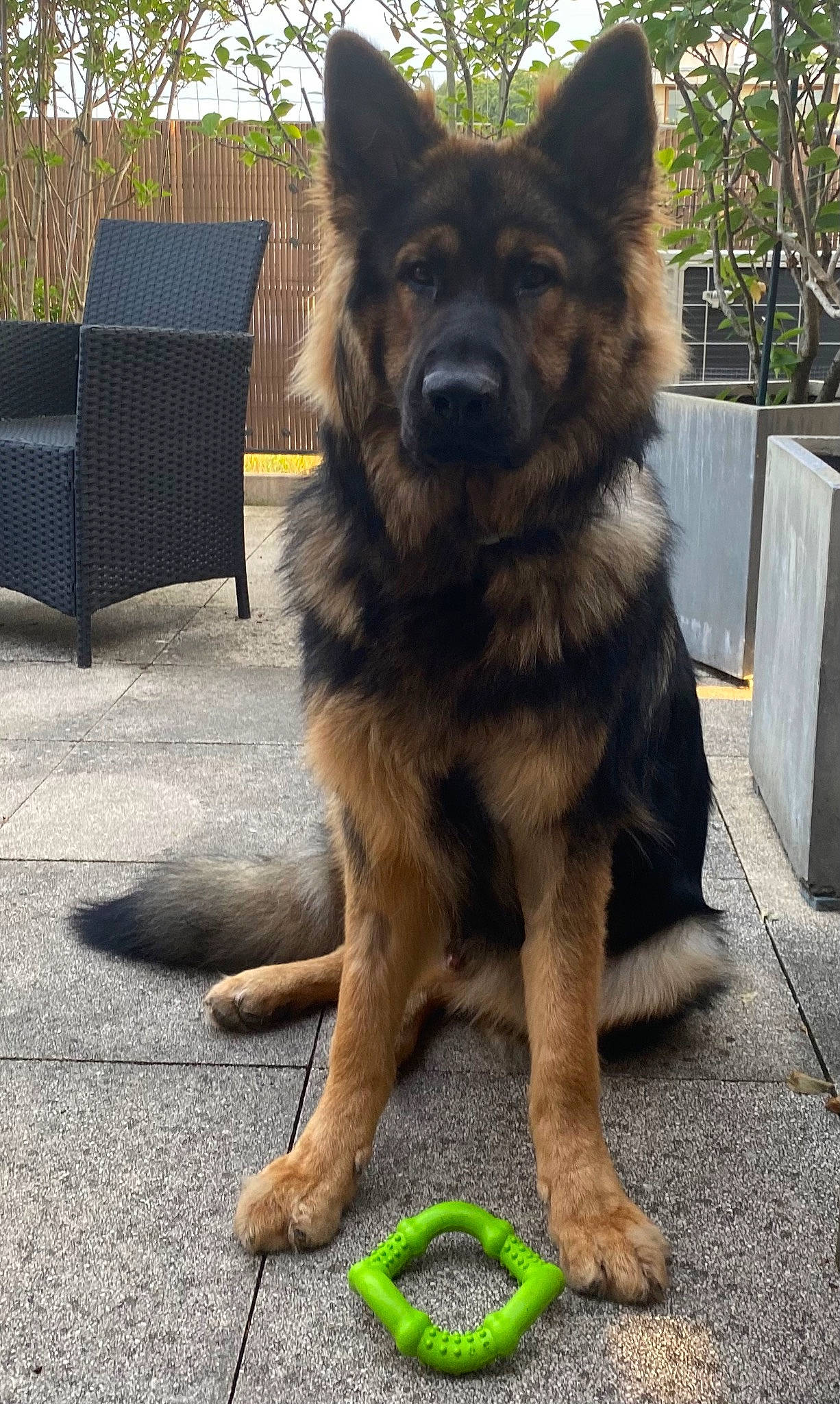 Skål a rejoint le concours — aidez-le/la à gagner de superbes lots ! canidae, carnivore, companion_dog, dog, dog_breed, east_european_shepherd, fawn, fur, german_shepherd_dog, giant_dog_breed, herding_dog, king_shepherd, old_german_shepherd_dog, outdoor_furniture, plant, road_surface, sporting_group, tail, terrestrial_animal, working_animal