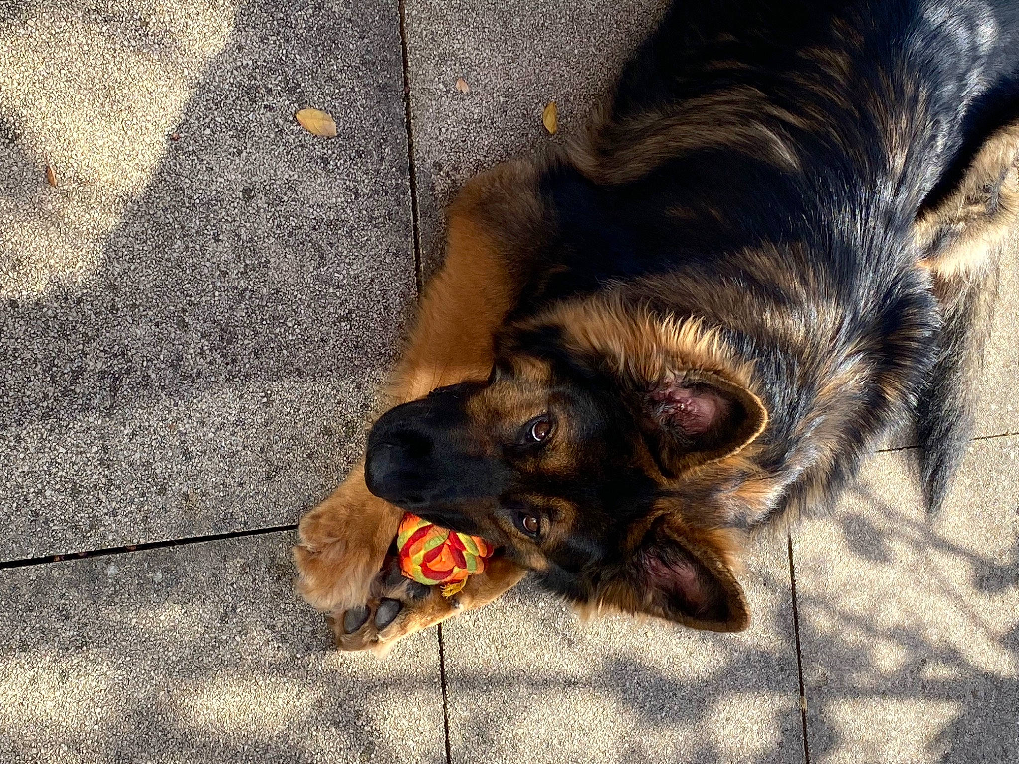 Skål participe au concours pour gagner de l'argent avec cette photo : asphalt, canidae, carnivore, claw, companion_dog, dog, dog_breed, fawn, flooring, fur, guard_dog, liver, paw, road_surface, sporting_group, street_dog, tail, terrestrial_animal, working_animal, working_dog