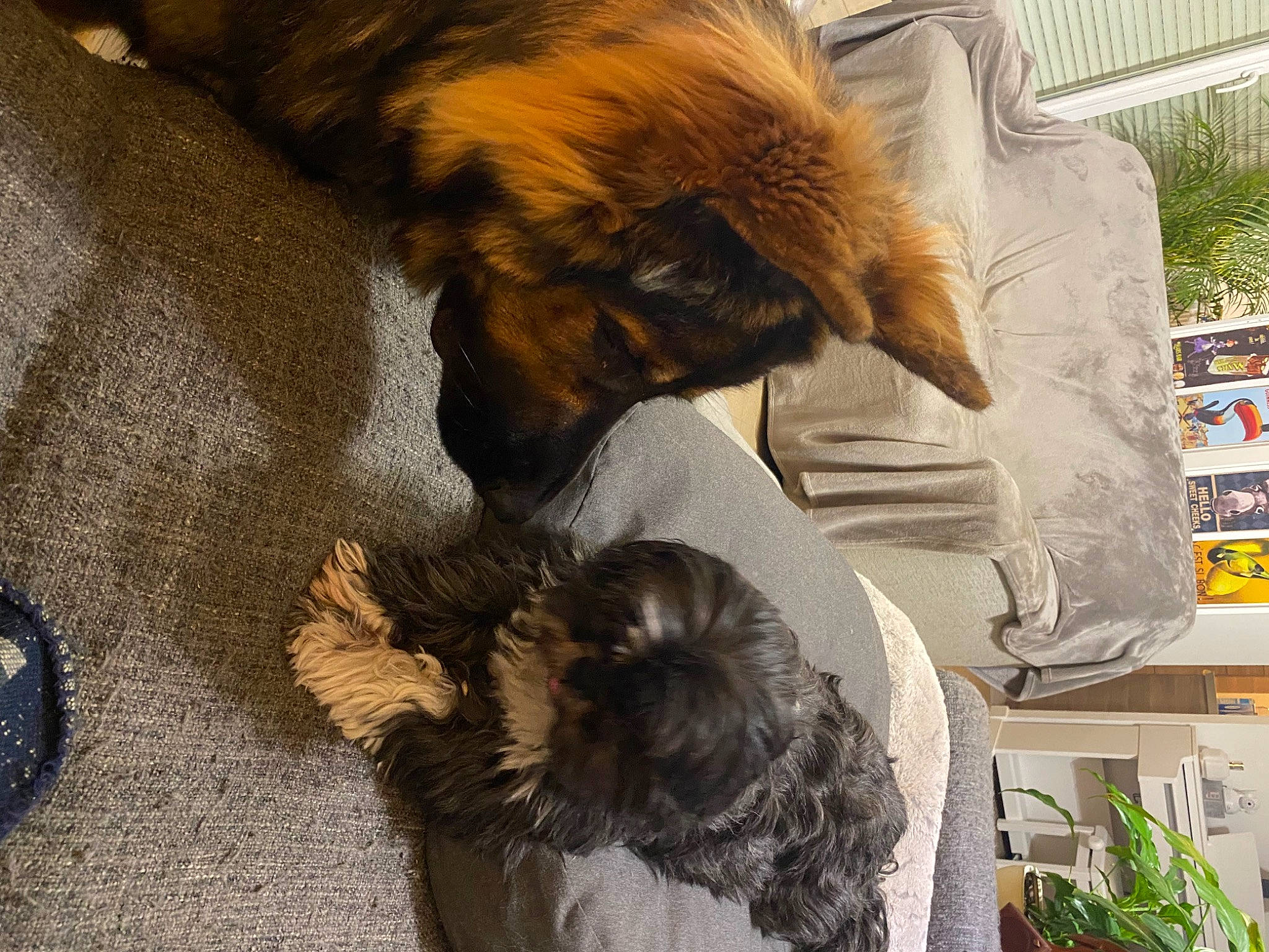 Skål participe au concours pour gagner de l'argent avec cette photo : canidae, carnivore, claw, comfort, companion_dog, dog, dog_breed, fawn, felidae, flooring, fur, liver, paw, plant, small_to_medium_sized_cats, sporting_group, tail, terrier, toy_dog, whiskers