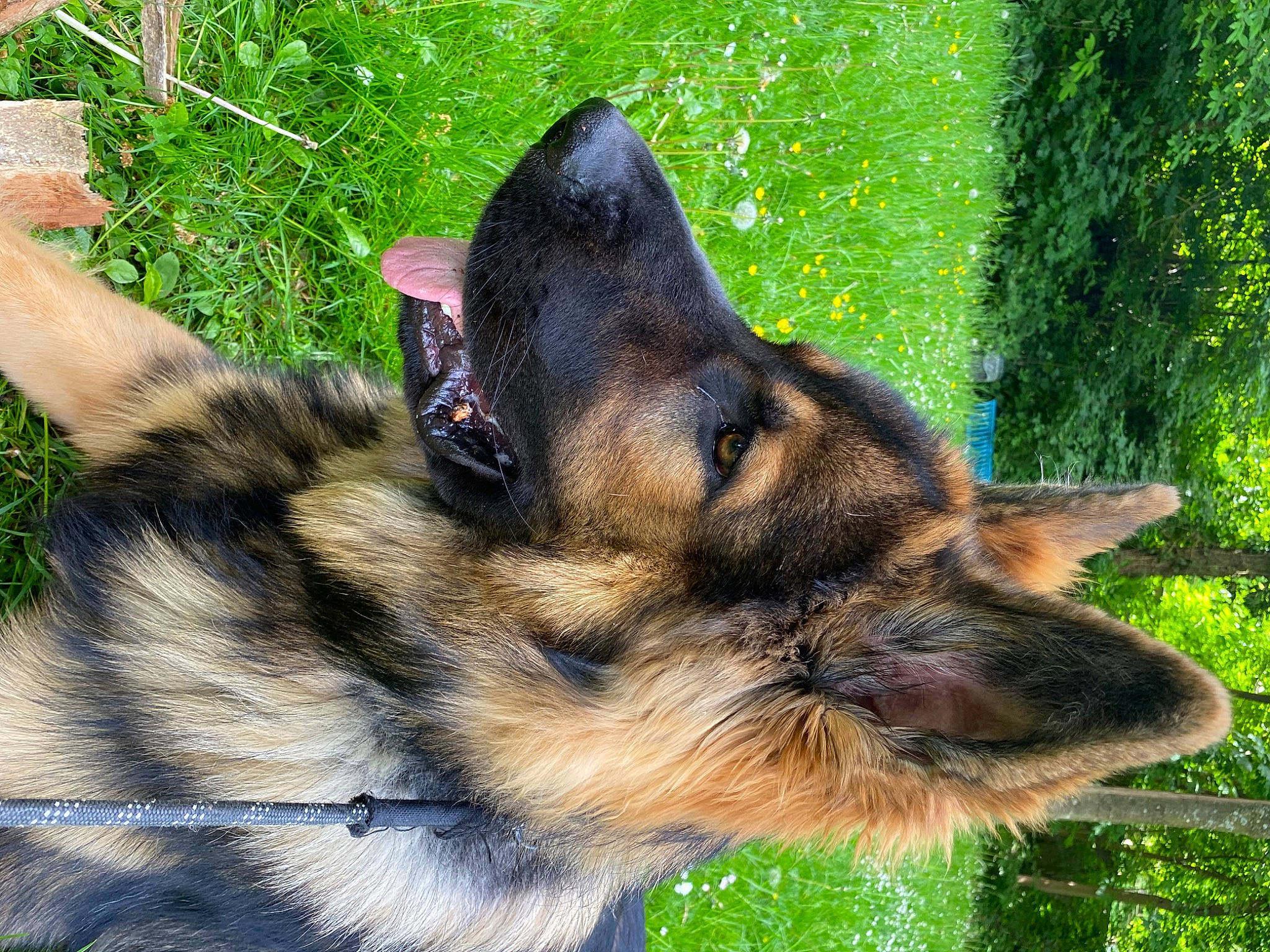 Skål a rejoint le concours — aidez-le/la à gagner de superbes lots ! canidae, carnivore, companion_dog, dog, dog_breed, east_european_shepherd, fawn, fur, german_shepherd_dog, grass, herding_dog, king_shepherd, old_german_shepherd_dog, plant, snout, sporting_group, terrestrial_animal, whiskers, wildlife, working_dog