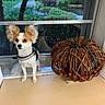 dog, small_dog, windowsill, decorative_pumpkin, woven_twig_pumpkin, orange_beads, garden, greenery, window, curious_expression, fluffy_ears, white_fur, brown_fur, indoors, autumn, decoration, pet, leash, natural_light, cozy