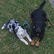 Aska a rejoint le concours — aidez-le/la à gagner de superbes lots ! dogs, puppy, adult_dog, black_dog, spotted_dog, black_and_tan, fluffy, outdoor, grass, lying_down, looking_at_camera, pet, animal, rope_toy, playful, companion_animals, front_view, portrait, garden, natural_light
