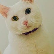 Ojjo joined the competition — help win amazing prizes! cat, white_cat, close_up, portrait, mismatched_eyes, heterochromia, green_eye, blue_eye, pink_nose, whiskers, ears, fur, feline, animal, pet, indoors, soft_lighting, warm_tones, centered_subject, cute