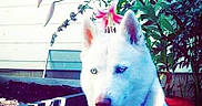 Sky joined the competition — help win amazing prizes! dog, white_dog, husky, blue_eyes, fluffy, pet, animal, portrait, sitting, garden, flowers, pink_flowers, outdoor, plants, foliage, house, backyard, sunlight, closeup, serious_expression