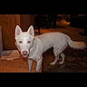 dog, white_dog, standing, indoors, living_room, rug, wood_paneling, flash_photography, red_eye, pointed_ears, long_tail, short_fur, animal, pet, canine, portrait, home, furniture, warm_lighting, snapshot
