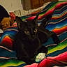 Denyra joined the competition — help win amazing prizes! black_cat, cat, kitten, pet, animal, feline, sitting, indoors, bed, blanket, colorful, striped, plush_toy, yellow_eyes, ears, whiskers, portrait, home, cozy, funny