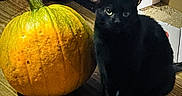 Denyra is registered to the contest to win money with this photo: black_cat, cat, pumpkin, autumn, fall, indoor, pet, animal, feline, sitting, portrait, close_up, orange, gourd, harvest, cozy, home, carpet, seasonal, whiskers