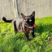 Denyra is registered to the contest to win money with this photo: black_cat, cat, feline, pet, animal, grass, outdoor, garden, sunlight, greenery, whiskers, yellow_eyes, collar, tag, short_hair, standing, walking, tail, backyard, nature