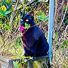 Denyra is registered to the contest to win money with this photo: black_cat, cat, feline, pet, animal, sitting, outdoor, garden, nature, chain_link_fence, foliage, leaves, vines, concrete_wall, moss, pink_tag, yellow_eyes, black_fur, portrait, alert