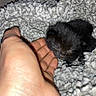 Malachi joined the competition — help win amazing prizes! kitten, cat, black_cat, sleeping, tiny, newborn, animal, pet, fur, whiskers, face, paw, hand, human, blanket, gray, fluffy, cozy, indoor, close_up