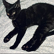 Malachi joined the competition — help win amazing prizes! cat, black_cat, pet, animal, feline, lying_down, bed, bedspread, floral_pattern, indoors, home, black_fur, yellow_eyes, long_tail, paws, whiskers, portrait, relaxed, cute, photography