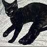 cat, black_cat, pet, animal, feline, lying_down, bed, bedspread, floral_pattern, indoors, home, black_fur, yellow_eyes, long_tail, paws, whiskers, portrait, relaxed, cute, photography