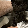 Malachi joined the competition — help win amazing prizes! kitten, cat, black_cat, furry, small_animal, pet, animal, cute, sleepy, sitting, front_view, whiskers, paws, claws, eyes, indoor, blanket, human_arm, striped_clothing, portrait