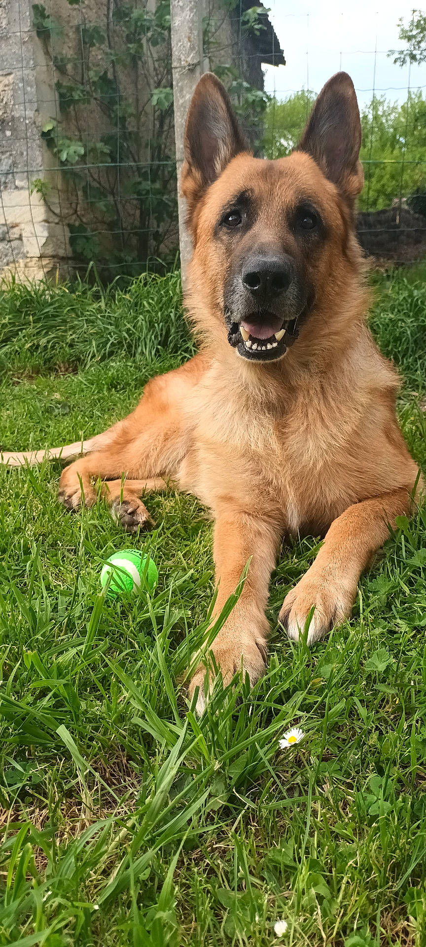 animal, canine, daylight, dog, ears_up, fence, german_shepherd, grass, greenery, lying_down, nature, outdoor, paw, pet, portrait, smiling, stone_wall, sunlight, tennis_ball, tongue_out