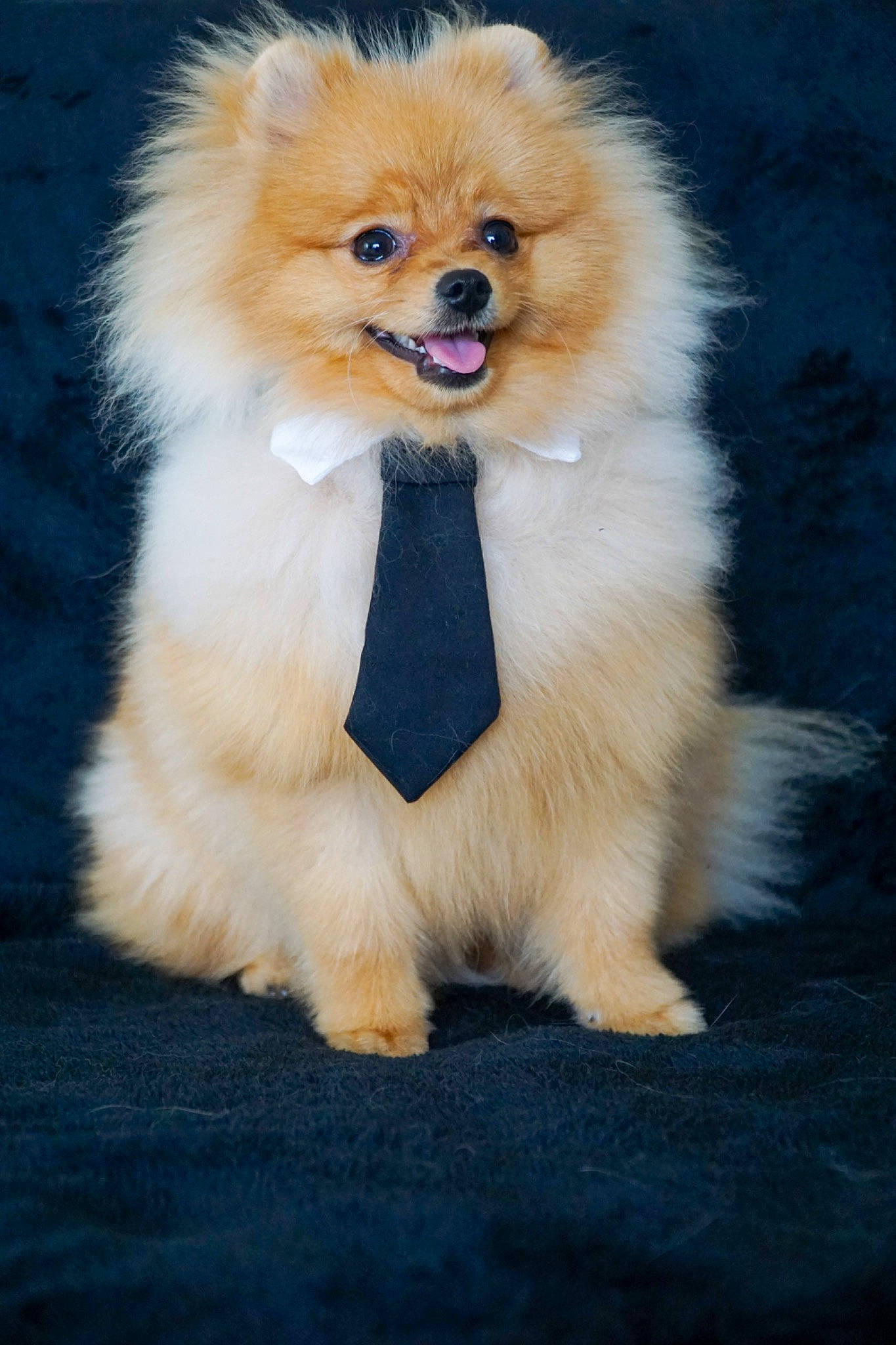 Trésor a rejoint le concours — aidez-le/la à gagner de superbes lots ! ancient_dog_breeds, canidae, carnivore, companion_dog, dog, dog_breed, dog_supply, fawn, fur, german_spitz, german_spitz_klein, non_sporting_group, pomeranian, puppy, snout, spitz, sporting_group, toy_dog, working_animal, working_dog