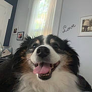 Finley joined the competition — help win amazing prizes! black_and_white, brown, canine, close_up, curtains, decor, dog, fluffy, fur, happy, indoor, living_room, nose, pet, photograph, portrait, smiling, tongue_out, wall_art, window