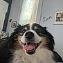 black_and_white, brown, canine, close_up, curtains, decor, dog, fluffy, fur, happy, indoor, living_room, nose, pet, photograph, portrait, smiling, tongue_out, wall_art, window