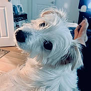 Jax is registered to the contest to win money with this photo: dog, white_dog, pet, indoor, fur, closeup, portrait, animal, canine, looking_back, cozy, home, furniture, relaxation, feet, wooden_floor, door, table, blurry_background, companion