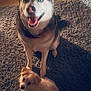 Jude joined the competition — help win amazing prizes! dog, husky, small_dog, indoor, rug, carpet, pet, animal, furry, cute, two_dogs, looking_up, warm_light, home, floor, collar, ears, sitting, expression, cozy