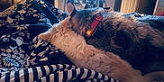 Jude is registered to the contest to win money with this photo: animal, bed, blanket, cat, closeup, collar, comfort, cozy, dog, domestic, fluffy, fur, indoor, pattern, pet, relaxing, resting, sleeping, snuggling, striped