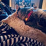 Jude is registered to the contest to win money with this photo: cat, dog, bed, blanket, indoor, resting, snuggling, fur, collar, pattern, striped, fluffy, comfort, cozy, animal, pet, sleeping, closeup, domestic, relaxing