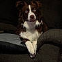 Sadie is registered to the contest to win money with this photo: dog, brown_and_white, border_collie, couch, indoor, pet, animal, paws, crossed_paws, relaxed, alert, fur, seated, portrait, looking_up, home, cozy, furniture, companion, cute