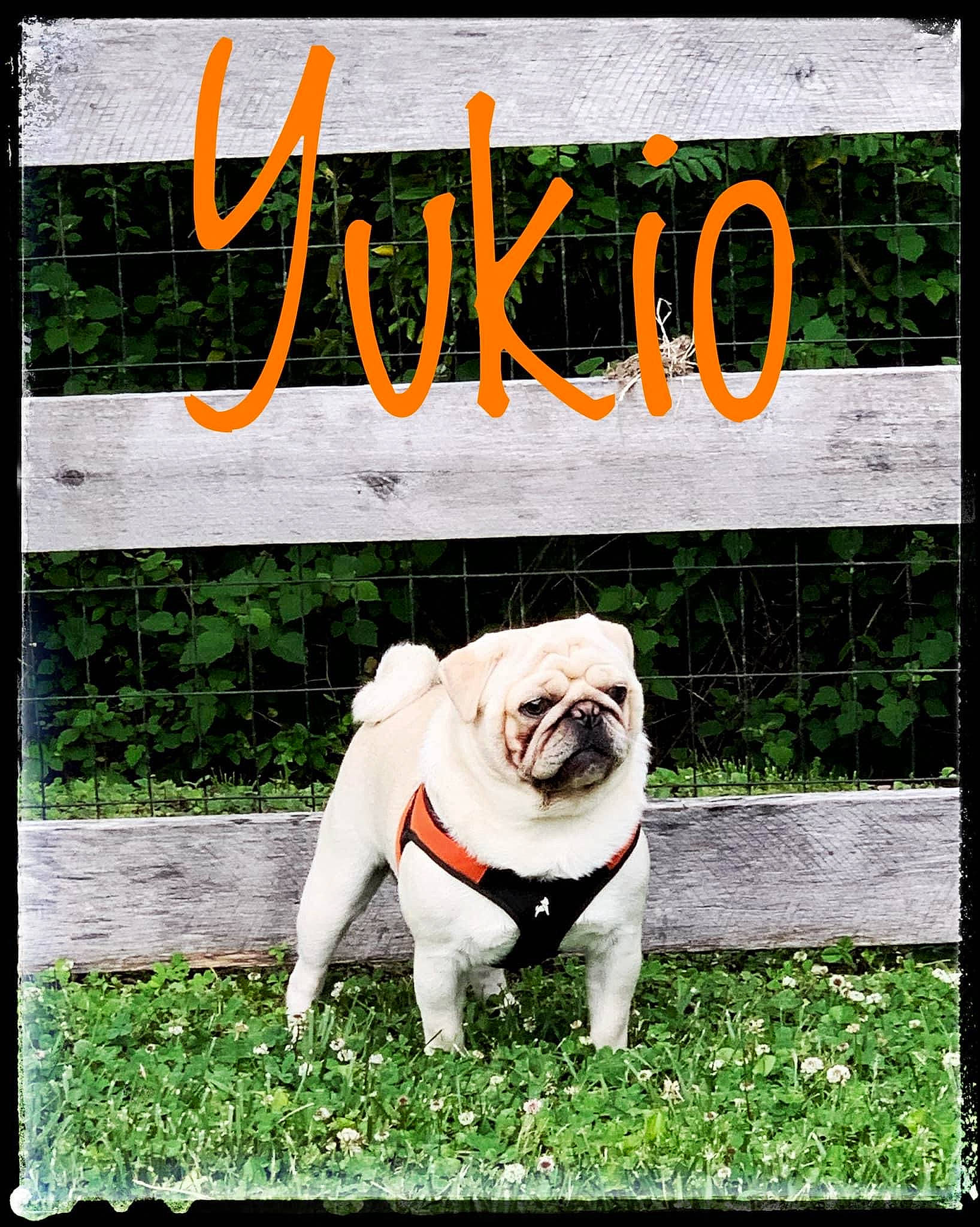 Yukio is registered to the contest to win money with this photo: advertising, bulldog, canidae, carnivore, collar, companion_dog, dog, dog_breed, fawn, font, grass, photo_caption, plant, poster, pug, rectangle, snout, sporting_group, stock_photography, toy_dog