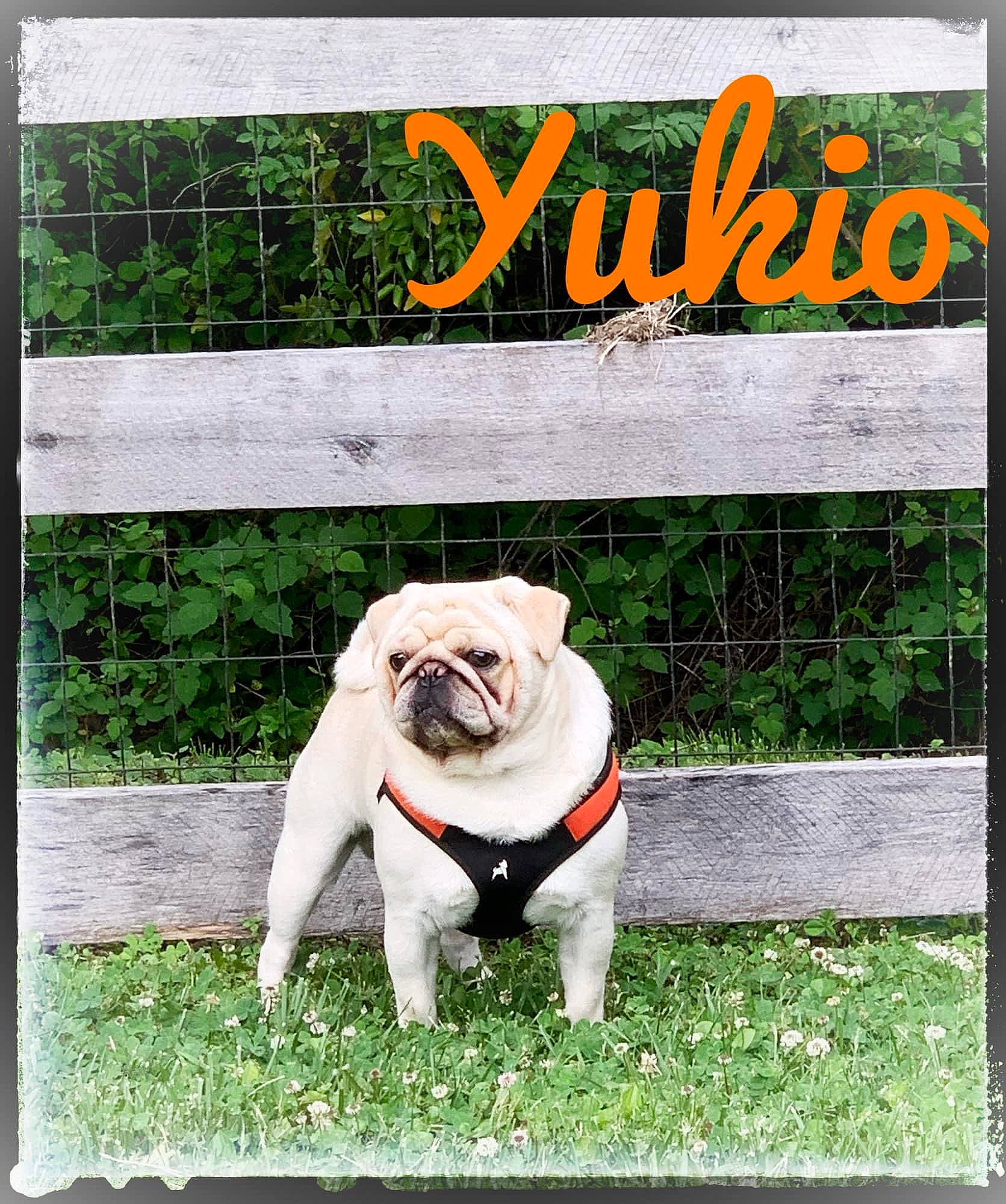 Yukio joined the competition — help win amazing prizes! bulldog, canidae, carnivore, collar, companion_dog, dog, dog_breed, dog_collar, fawn, fence, font, grass, internet_meme, photo_caption, plant, pug, rectangle, snout, sporting_group, toy_dog