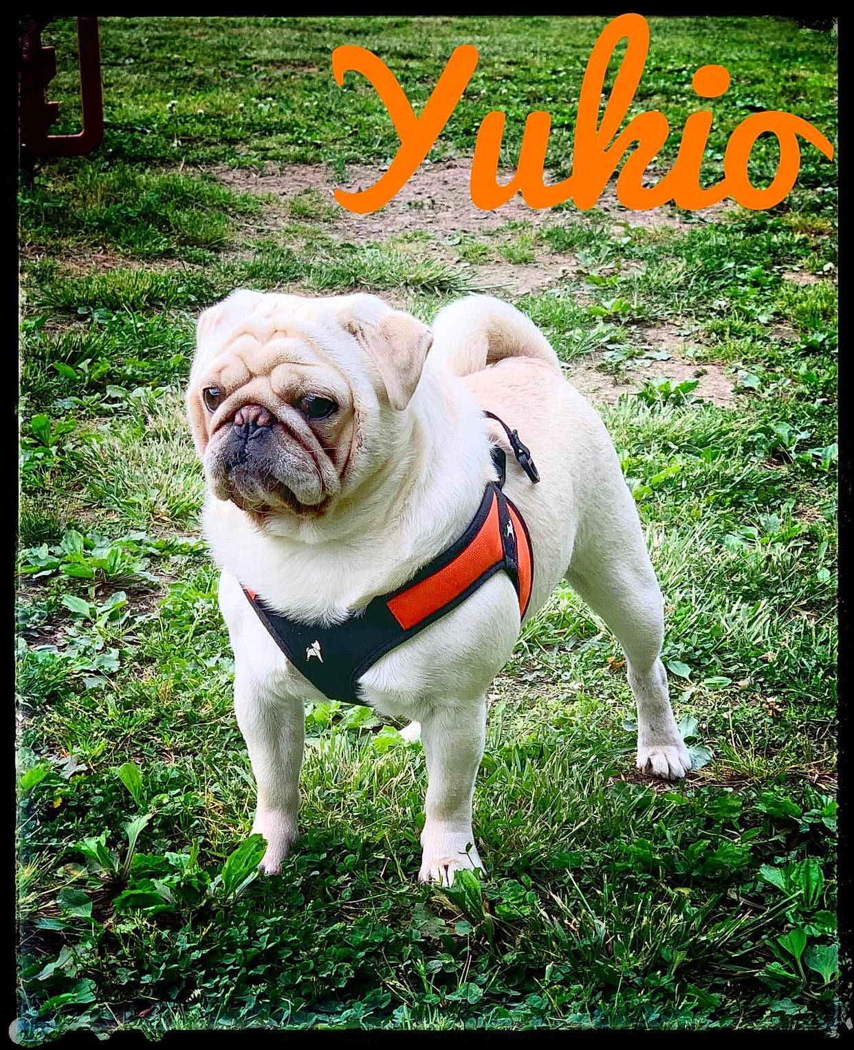 Yukio is registered to the contest to win money with this photo: bulldog, canidae, carnivore, collar, companion_dog, dog, dog_breed, dog_supply, fawn, font, grass, photo_caption, plant, pug, snout, sporting_group, stock_photography, toy_dog, tree, wrinkle