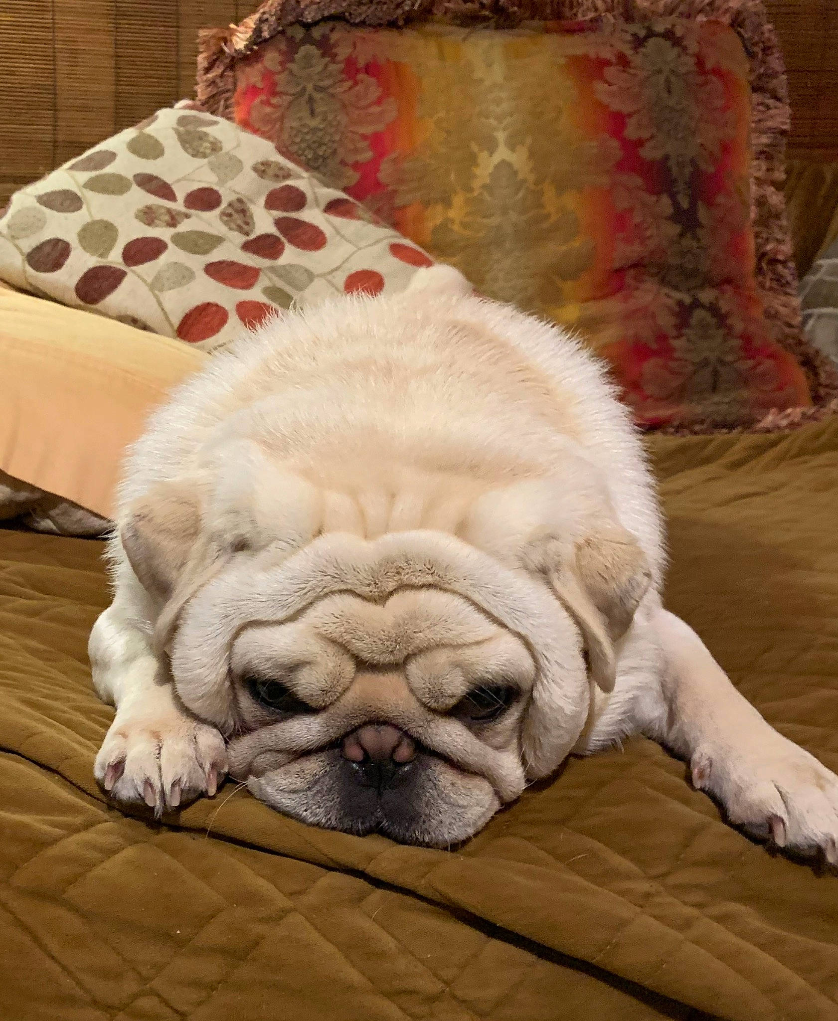 Yukio joined the competition — help win amazing prizes! bulldog, canidae, carnivore, comfort, companion_dog, dog, dog_breed, fawn, flooring, fur, linens, pug, snout, sporting_group, terrestrial_animal, textile, toy_dog, whiskers, wood, wrinkle
