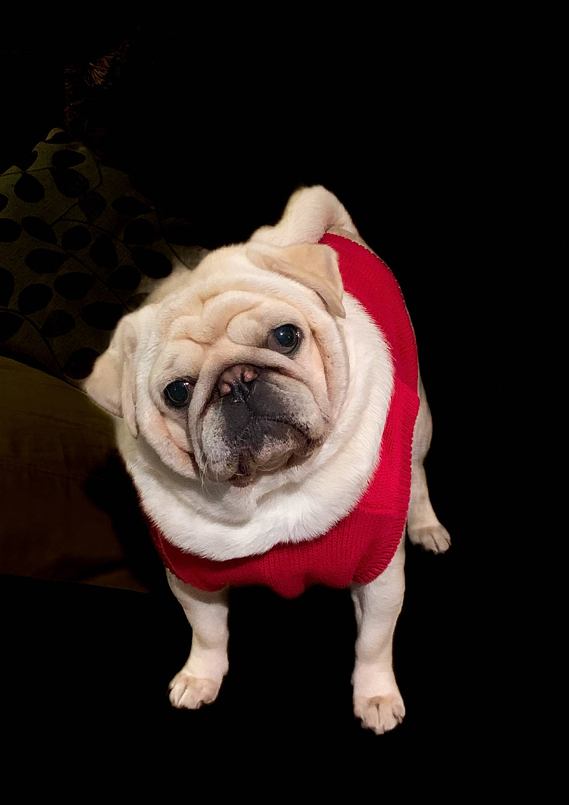 Yukio joined the competition — help win amazing prizes! bulldog, canidae, carnivore, comfort, companion_dog, dog, dog_breed, dog_collar, dog_supply, event, fawn, flooring, fur, non_sporting_group, plant, pug, snout, sporting_group, toy_dog, wrinkle