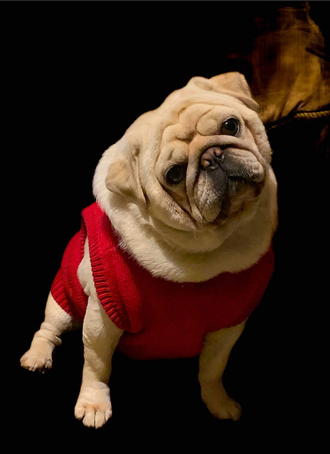 Yukio joined the competition — help win amazing prizes! bulldog, canidae, carnivore, companion_dog, dog, dog_breed, dog_supply, fawn, flooring, fur, non_sporting_group, pug, snout, sporting_group, tail, terrestrial_animal, toy, toy_dog, wood, wrinkle