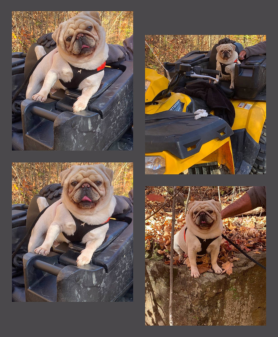 Yukio is registered to the contest to win money with this photo: art, bulldog, carnivore, collage, companion_dog, dog, dog_breed, fawn, flash_photography, font, grass, photo_caption, photograph, plant, pug, snapshot, snout, toy_dog, vertebrate, wrinkle