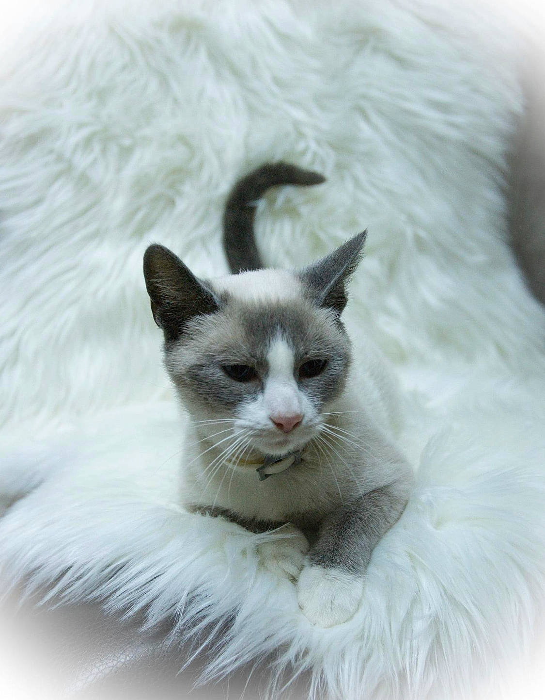 Binki is registered to the contest to win money with this photo: art, carnivore, cat, claw, comfort, domestic_short_haired_cat, eye, fang, felidae, fur, head, paw, sitting, small_to_medium_sized_cats, snout, tail, terrestrial_animal, whiskers, wildlife