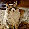 Little Man is registered to the contest to win money with this photo: cat, fluffy, indoor, pet, animal, carpet, blue_eyes, fur, whiskers, cute, domestic, mammal, sitting, curious, portrait, feline, closeup, warm_lighting, cozy, soft